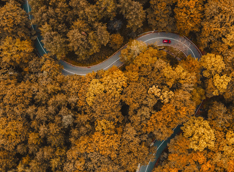 Aerial view forrest