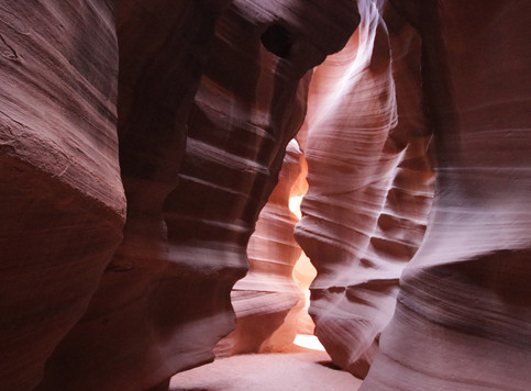 Antelope