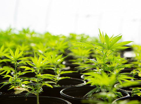 Cannabis farm