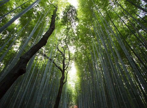 forest