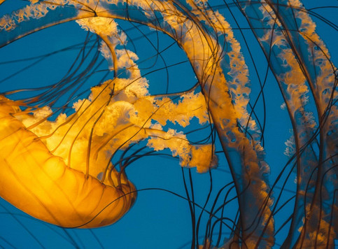 Jelly fish