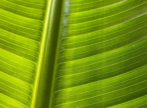 Leaf