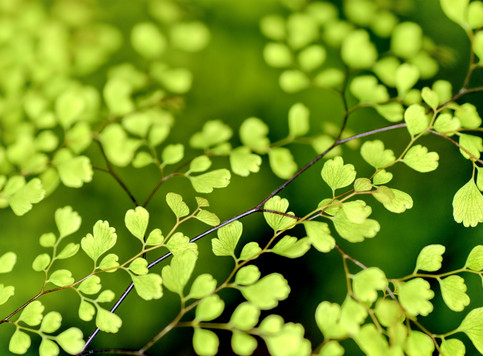 Green leaf