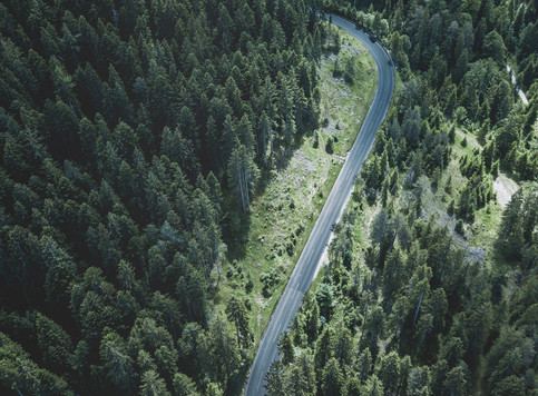 Skov
