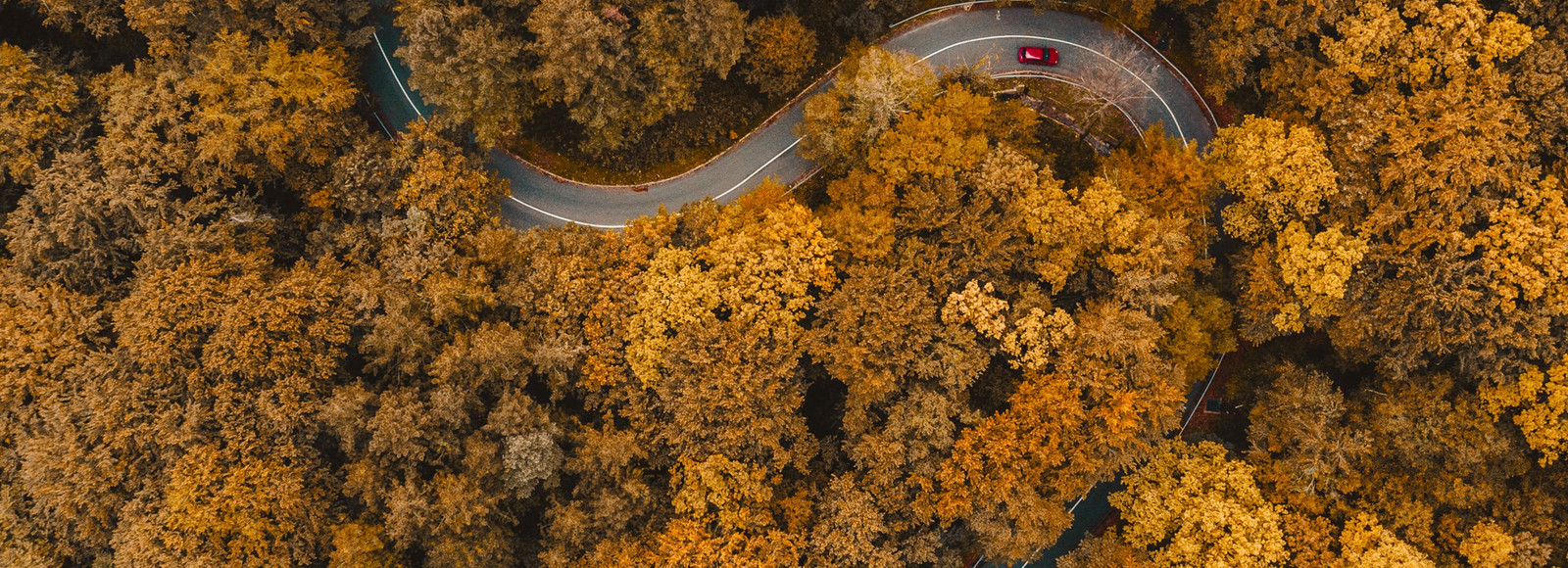 Aerial view forrest