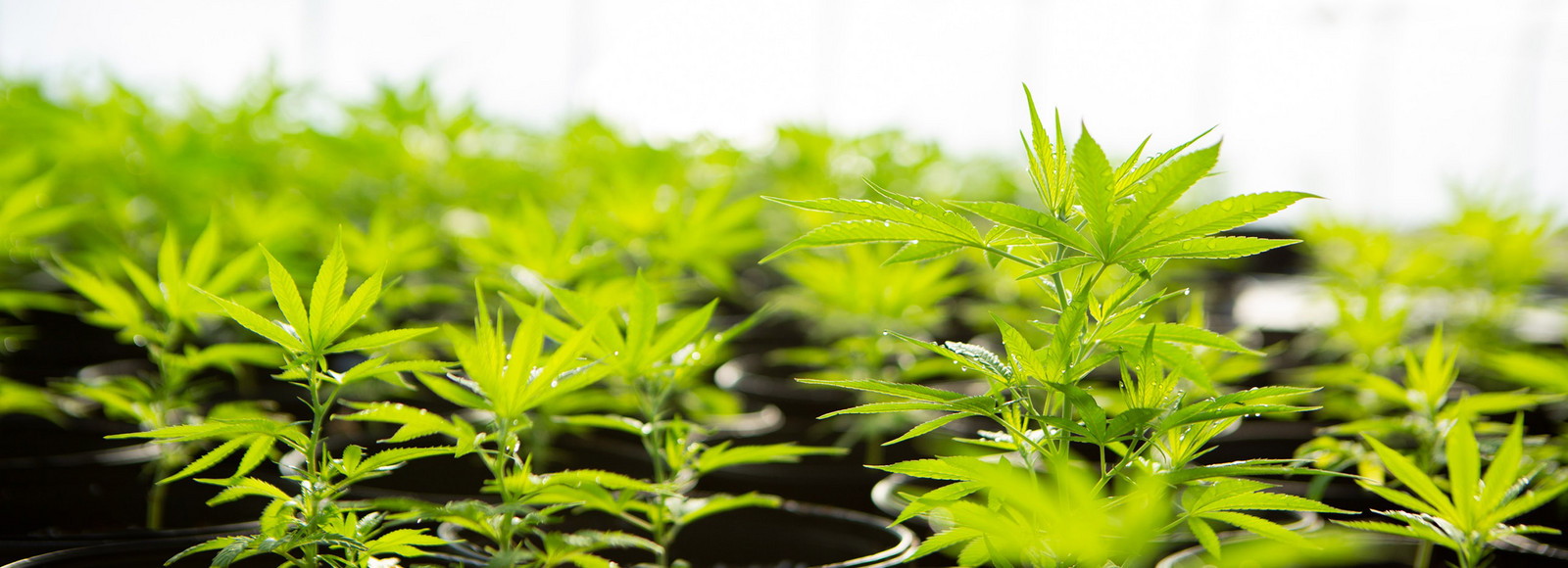 Medicinsk cannabis