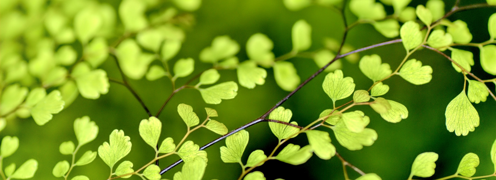 Green leaf