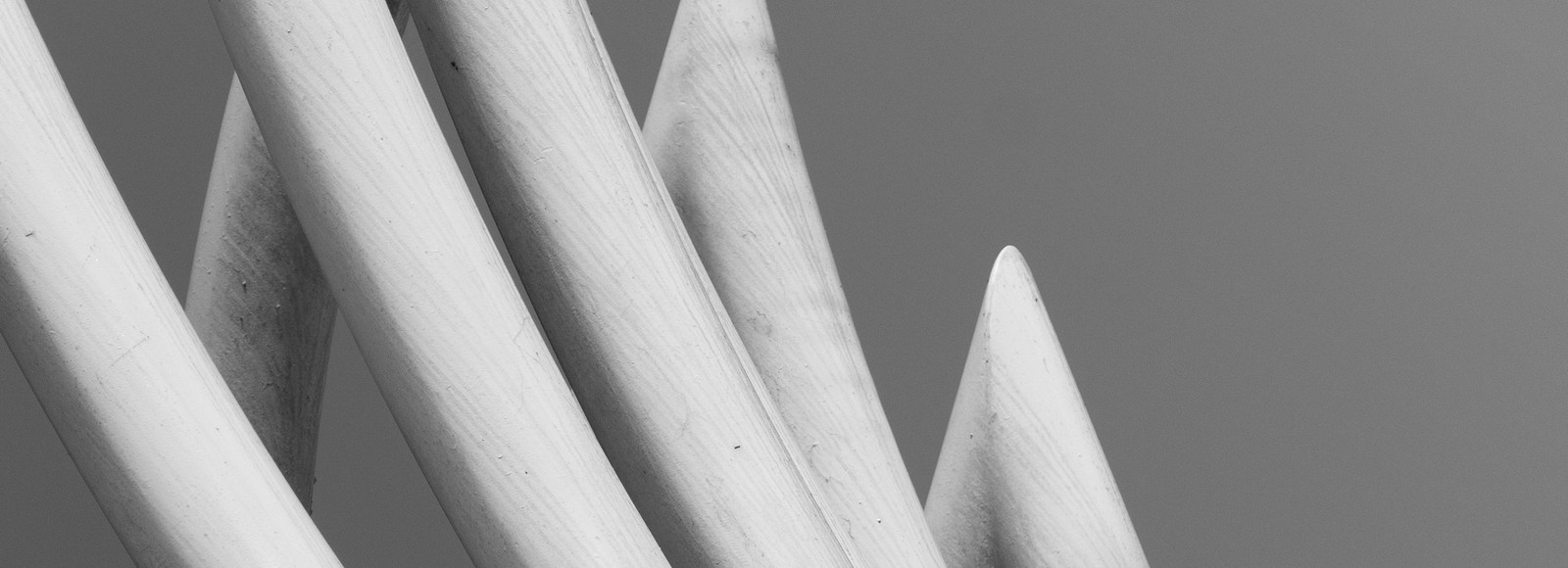 White curve