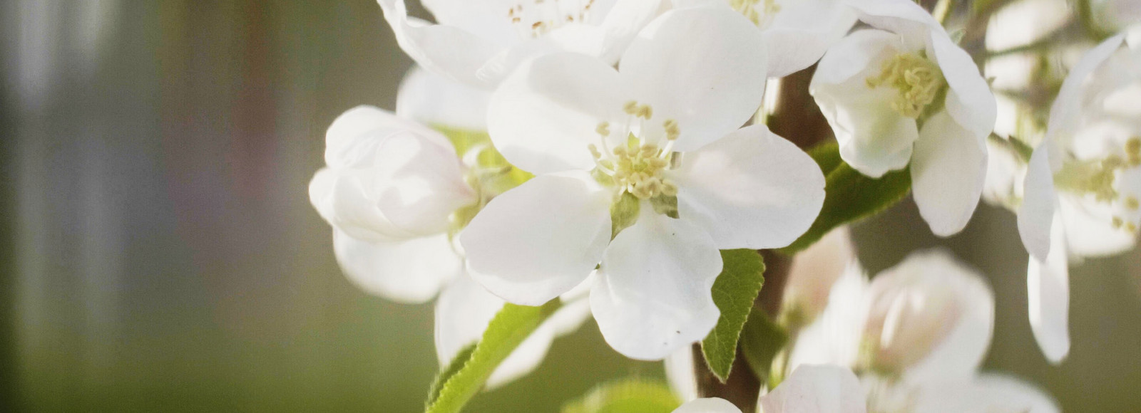 White flowers